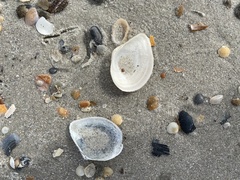 Austromacoma constricta