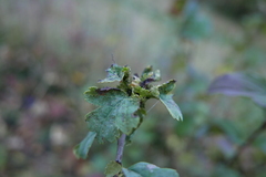 Dasineura crataegi
