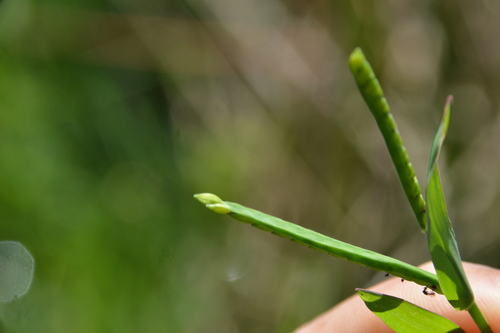 Image of Paspalum acuminatum by (c) Dan Johnson, some rights reserved (CC BY)