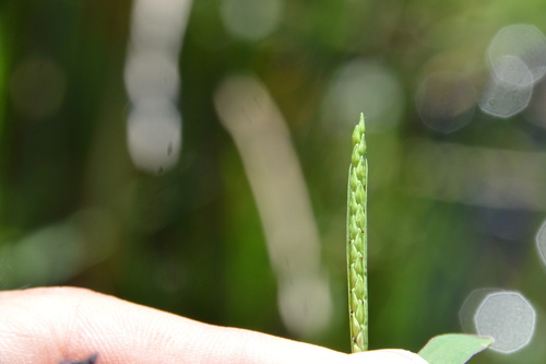 Image of Paspalum acuminatum by (c) Dan Johnson, some rights reserved (CC BY)