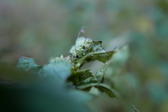 Dasineura crataegi