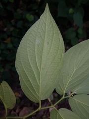 Piper pseudofuligineum