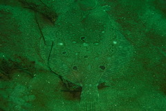 Pleuronichthys ritteri