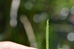 Paspalum acuminatum