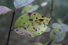 Sphaerulina cornicola