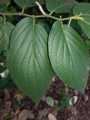 Piper pseudofuligineum