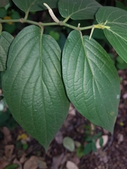 Piper pseudofuligineum