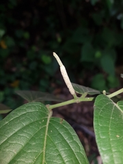 Piper pseudofuligineum