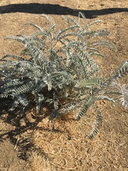 Astragalus asymmetricus