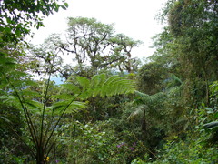 Sphaeropteris