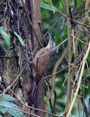 Dendrocolaptes platyrostris