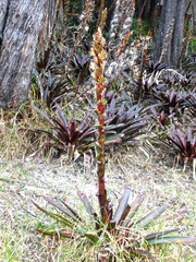 Tillandsia pastensis