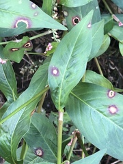 Septoria polygonorum