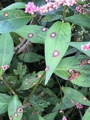 Septoria polygonorum