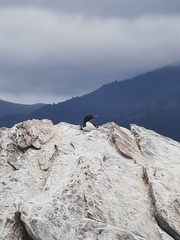 Leucocarbo carunculatus