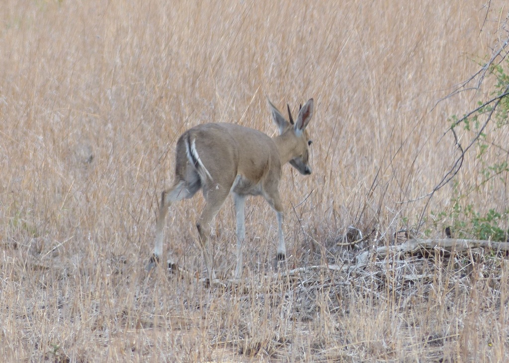 Sylvicapra grimmia caffra, Kruger Park, South Africa, by Andy Frank