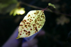 Sphaerulina cornicola