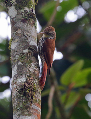 Lepidocolaptes squamatus