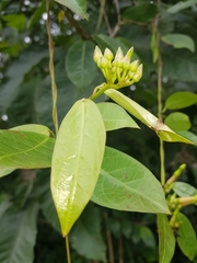 Mesechites trifidus