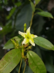 Mesechites trifidus