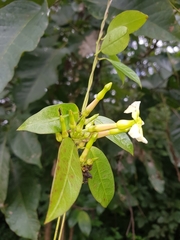 Mesechites trifidus