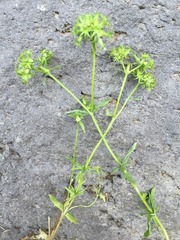 Valerianella uncinata