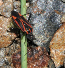 Hadrodemus noualhieri