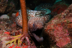 Gymnothorax prionodon