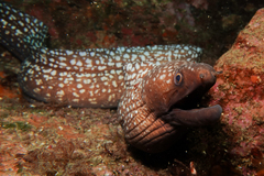 Gymnothorax prionodon