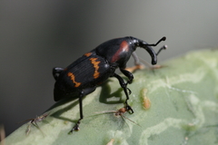 Cactophagus spinolae