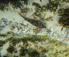 Chironemus marmoratus