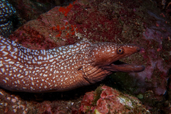 Gymnothorax prionodon