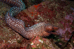 Gymnothorax prionodon