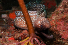 Gymnothorax prionodon