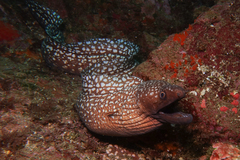 Gymnothorax prionodon