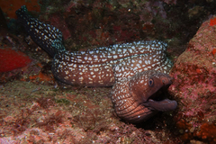 Gymnothorax prionodon