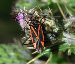 Hadrodemus noualhieri