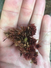 Sphagnum medium