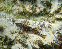 Chironemus marmoratus