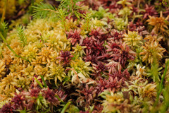 Sphagnum medium