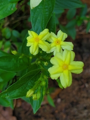 Mussaendeae