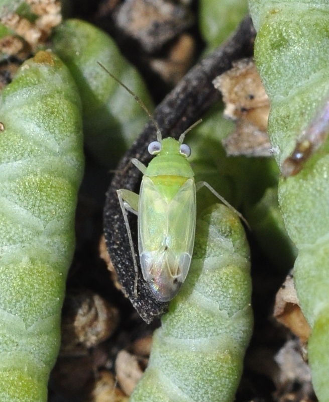 Hadrophyes