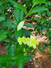 Mussaendeae
