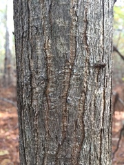 Tilia americana americana