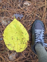 Tilia americana americana