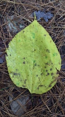 Tilia americana americana