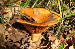 Lactarius zonarius