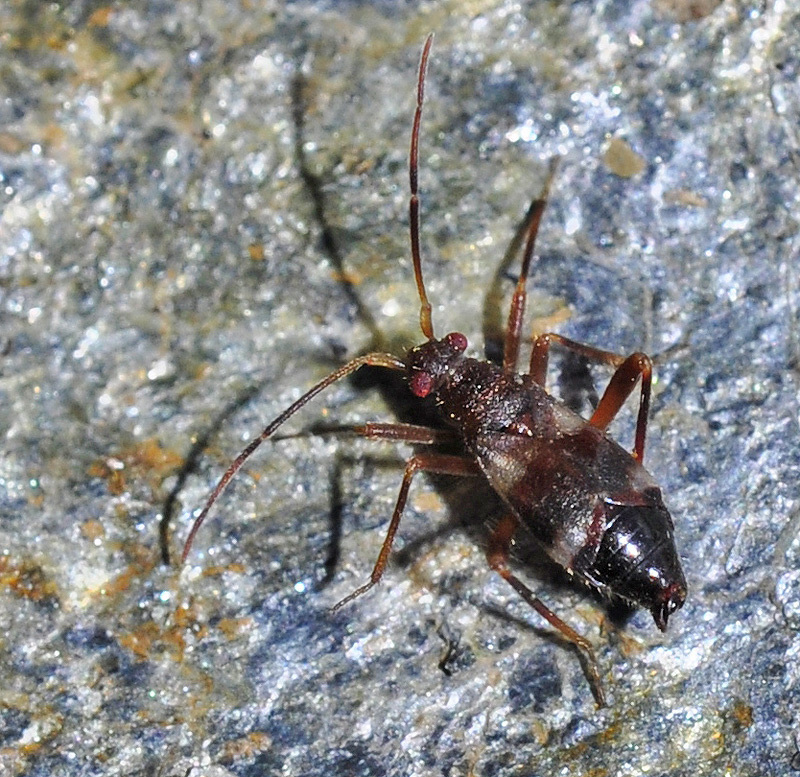 Hallodapus rufescens