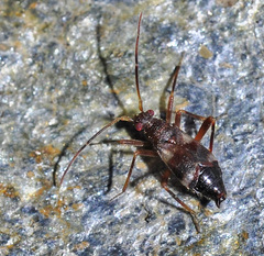 Hallodapus rufescens