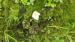Begonia picta